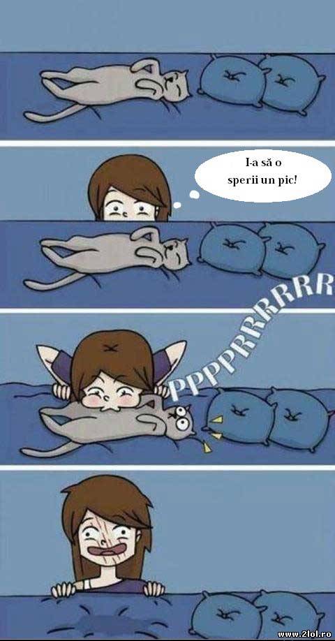 Mod ingenios prin care poti sa sperii o pisica | poze haioase