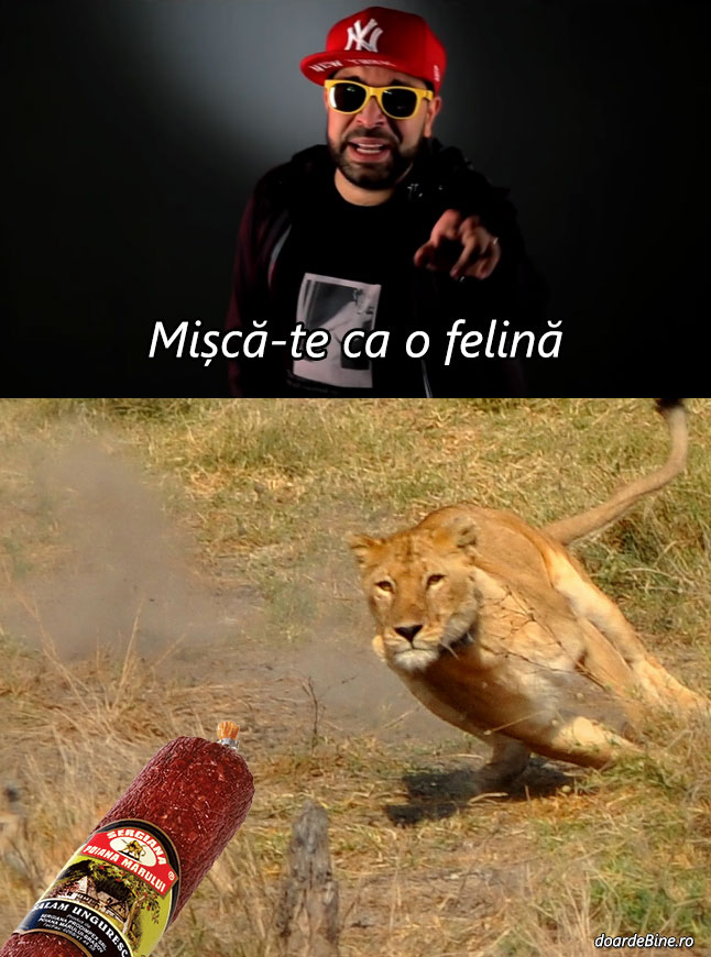 Mișcă-te ca o felină | poze haioase