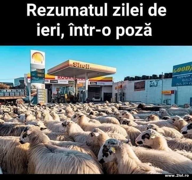 Rezumatul zilei cu panica pentru combustibil | poze haioase