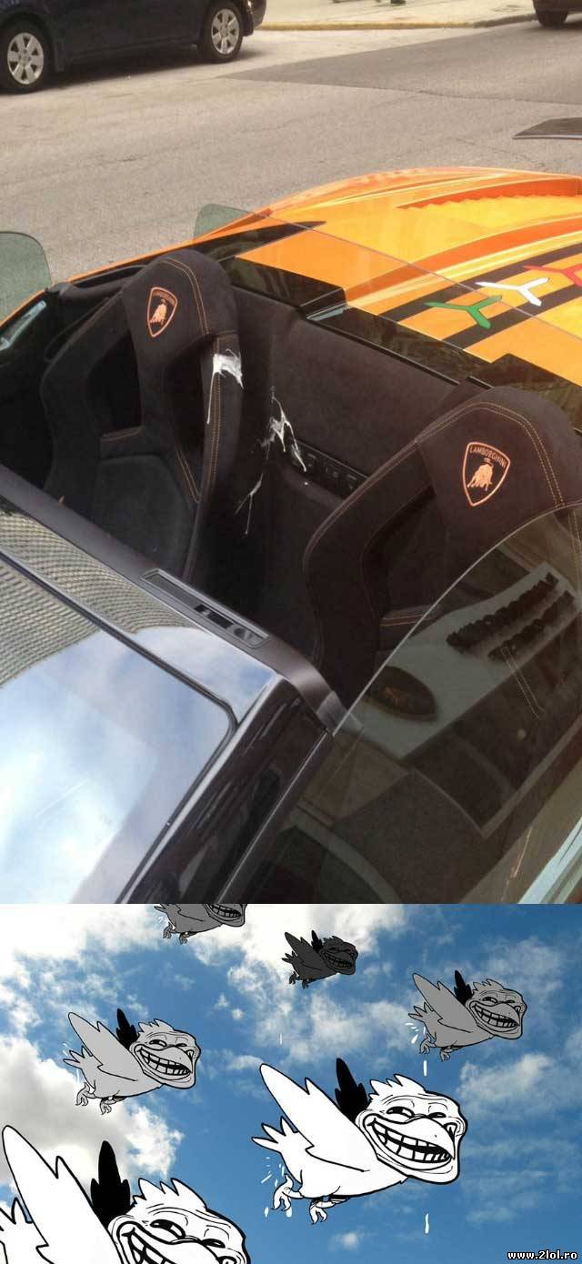 Păsările nu ţin cont de maşină | poze haioase