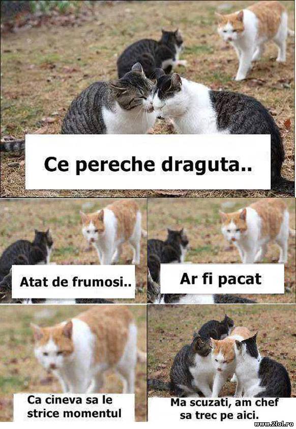 Ce pereche drăguţă | poze haioase