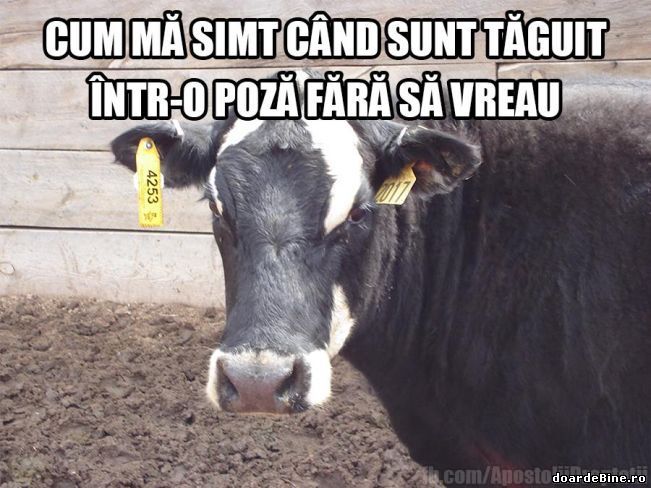 Când ești etichetat fără voia ta | poze haioase