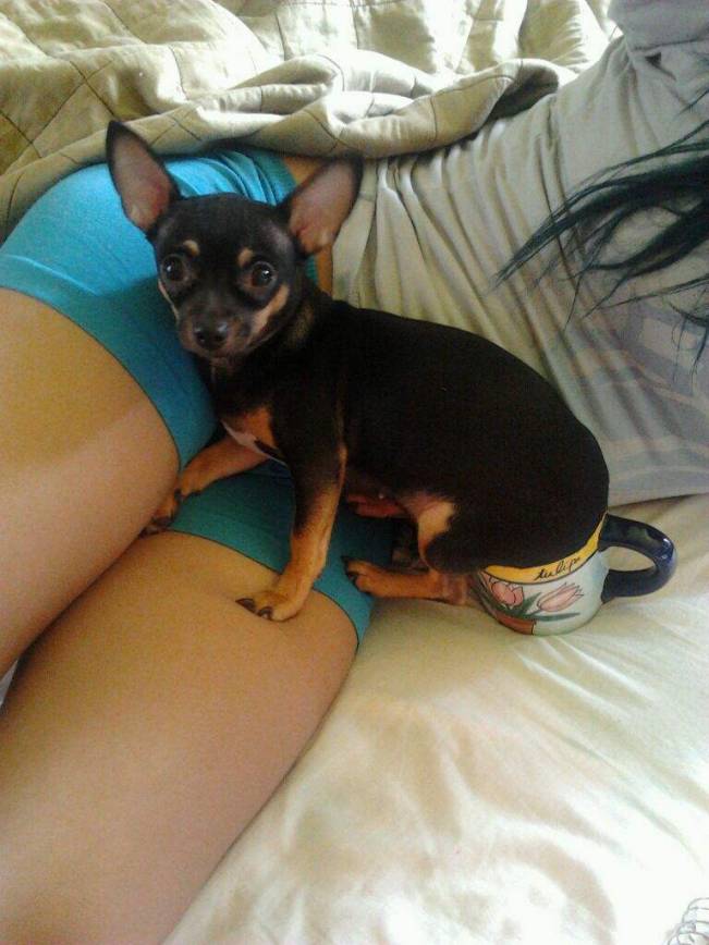 Nu-i rău să fii câine | poze haioase