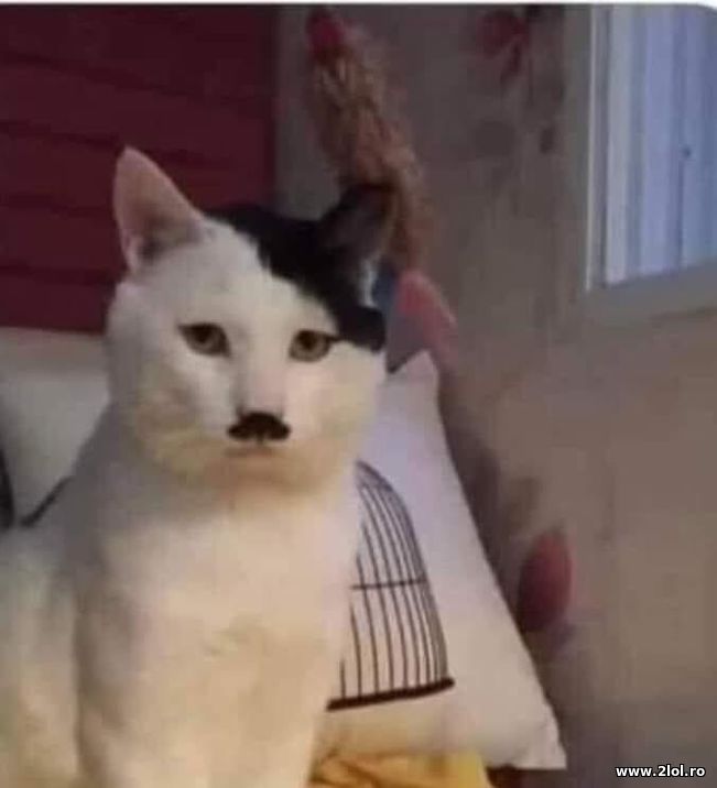 Kitler | poze haioase