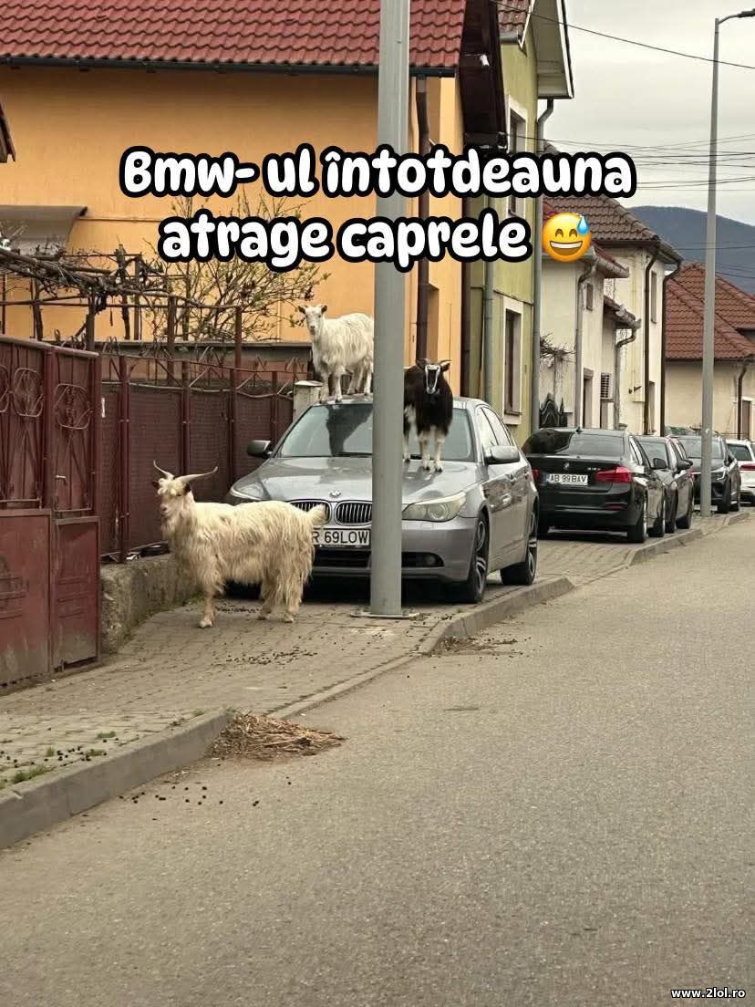 BMW-ul atrage | poze haioase