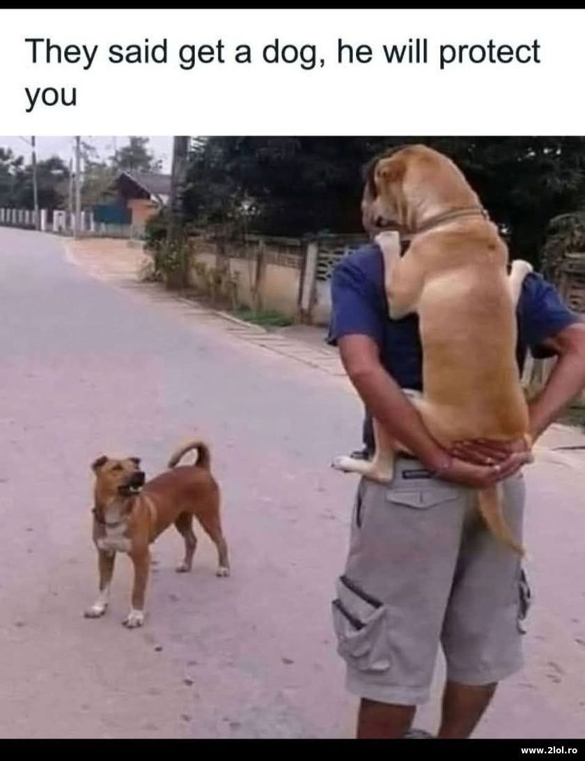 Get a dog they said | poze haioase