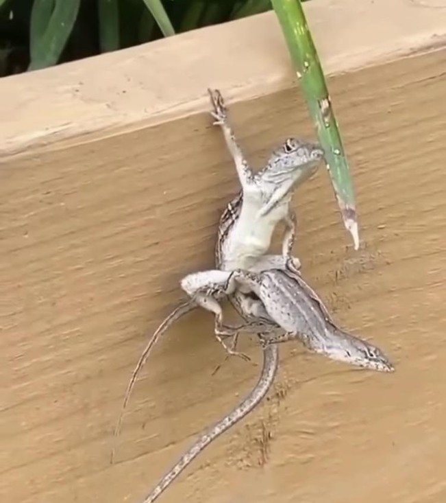 Reptile inventive | poze haioase