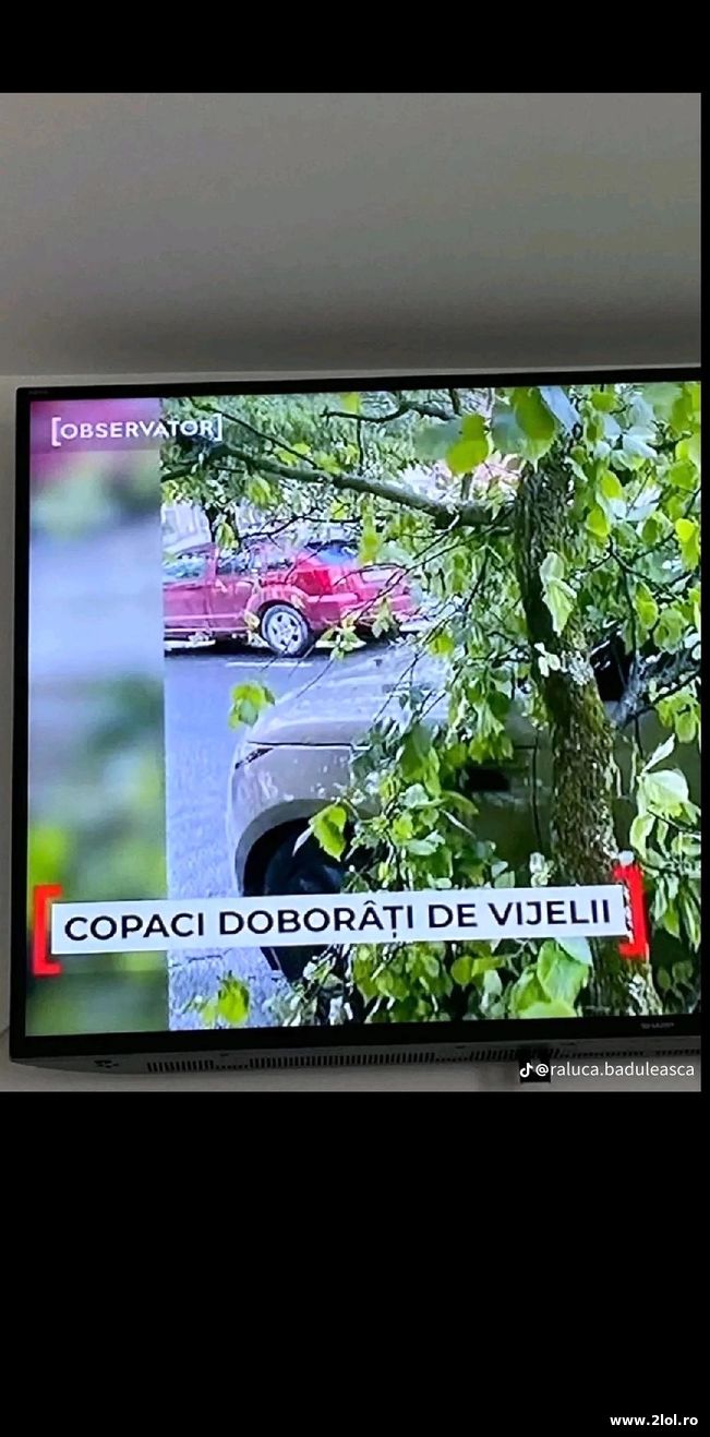 Copaci doborati de vijelie | poze haioase