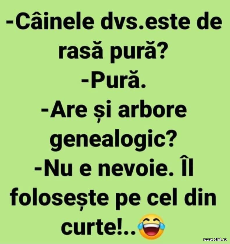 Rasa pura | poze haioase