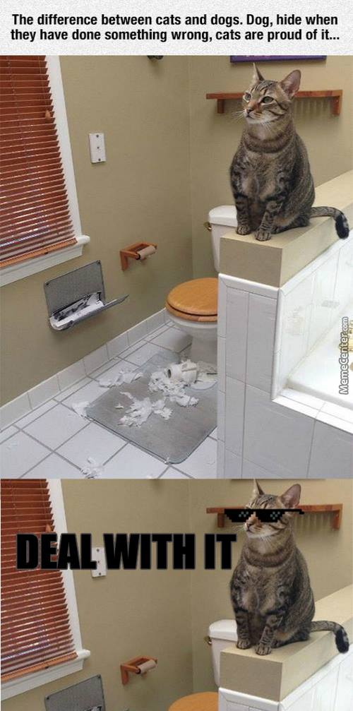 Când pisicile fac o prostie | poze haioase