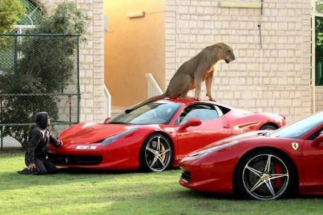 Nu doar oamenii iubesc ferarri | poze haioase