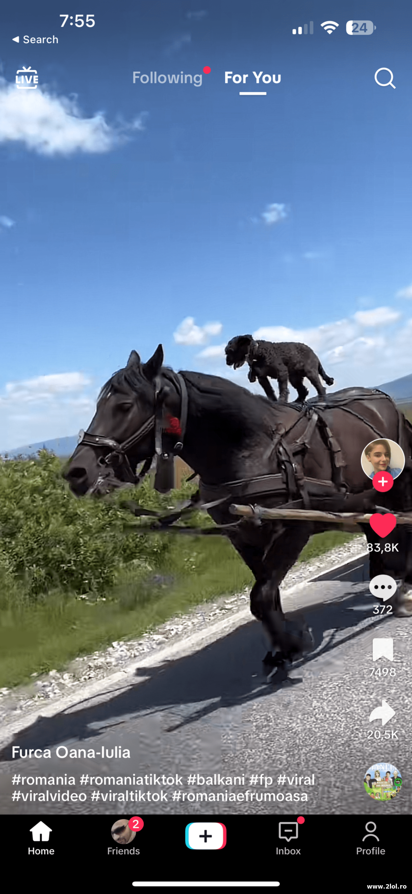 Cutu se cara  pe cal | poze haioase