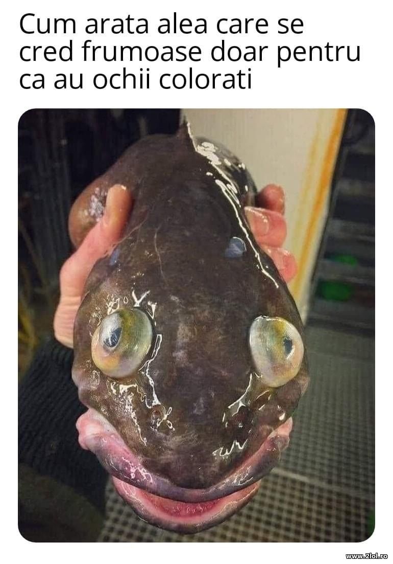 Cum arata alea cu ochii colorati | poze haioase