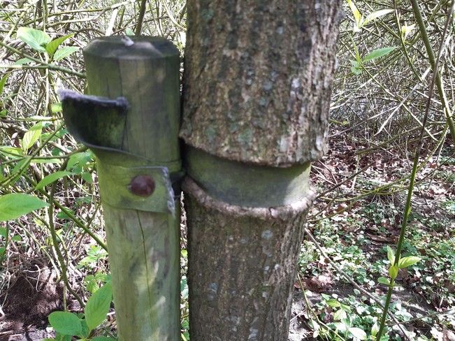 Curelele, in timpul pandemiei | poze haioase