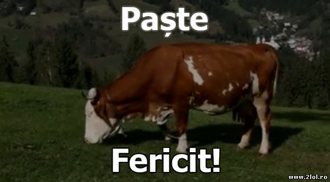 Paște Fericit | poze haioase
