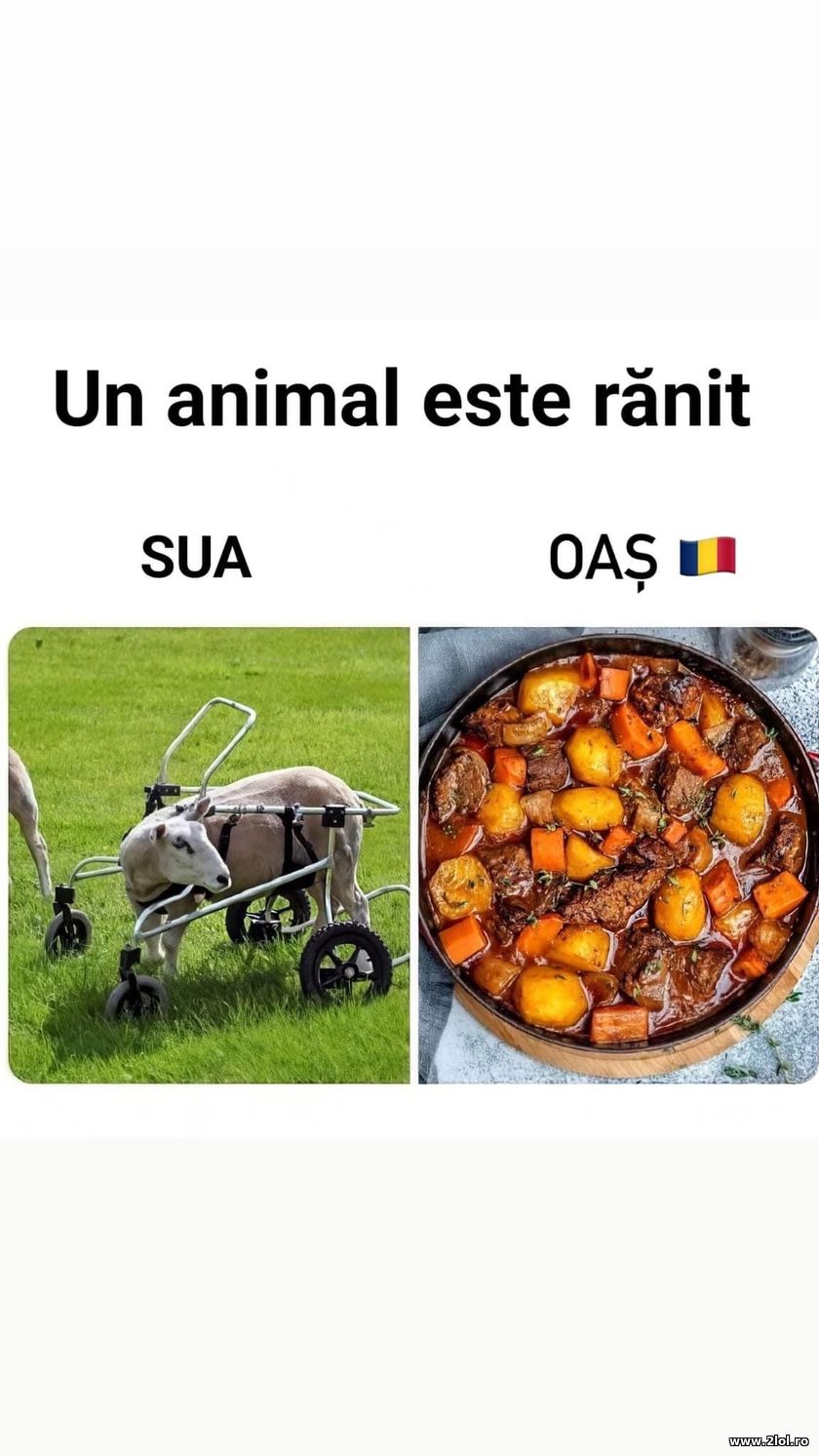 Un animal este ranit - SUA - Romania | poze haioase