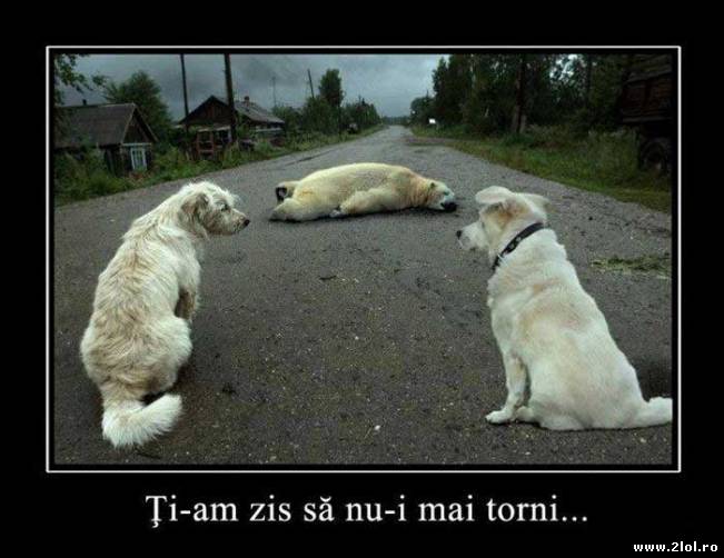 Ți-am zis să nu-i mai torni | poze haioase