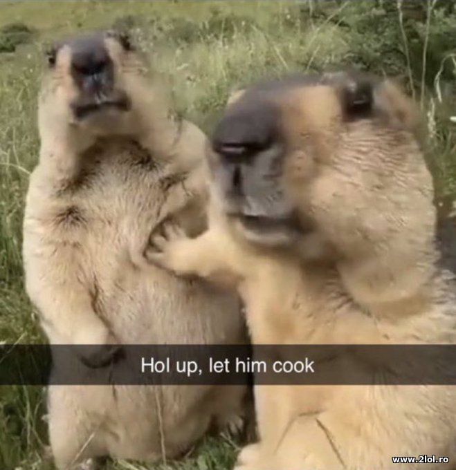 Hol up, let him cook | poze haioase