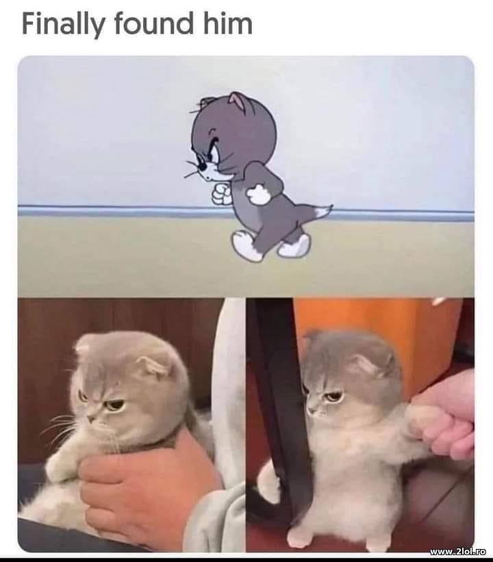 Finally found the young Tom | poze haioase