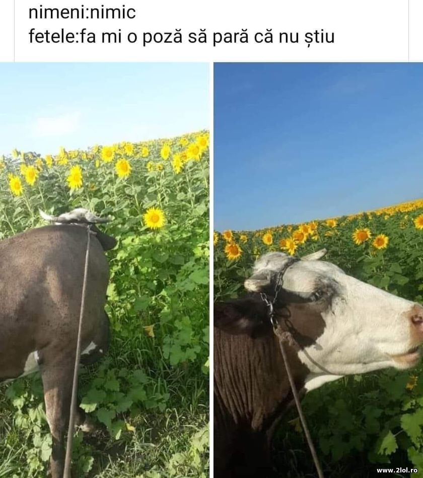 Fa-mi o poza sa para ca nu stiu | poze haioase