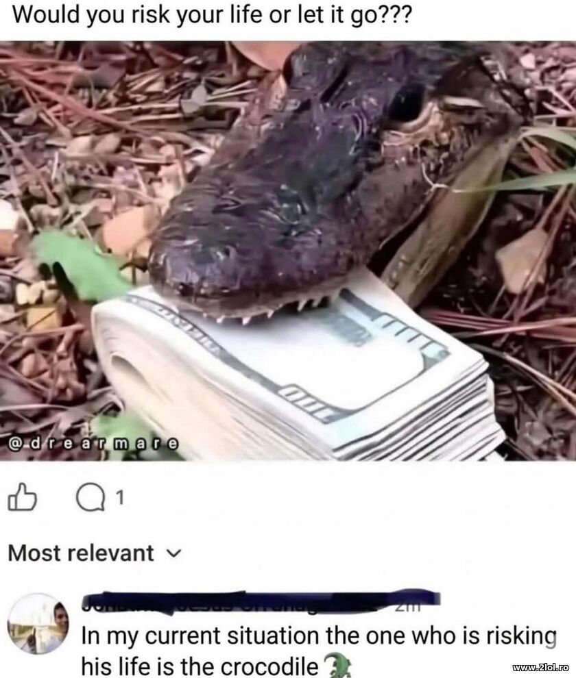 Would you risk? | poze haioase