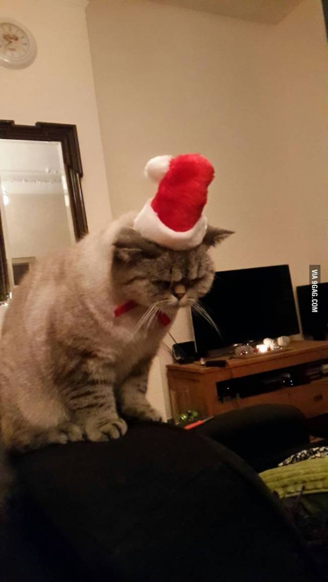 Reacția mea atunci când sunt înconjurat de proști | poze haioase