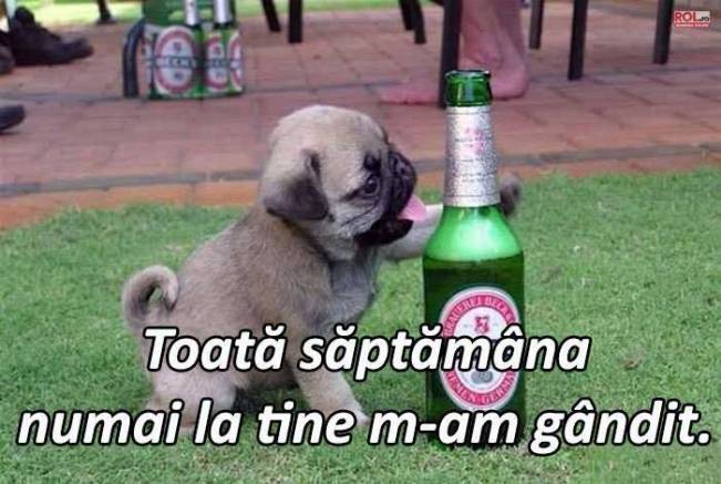 Toată săptămâna numai la tine m-am gândit | poze haioase