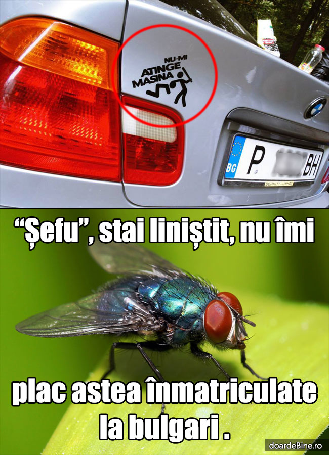 Nu-mi atinge mașina | poze haioase