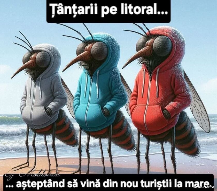 Tantarii pe litoral | poze haioase