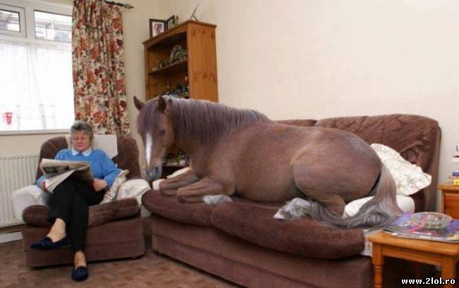 Animal de companie în mama Rusie | poze haioase