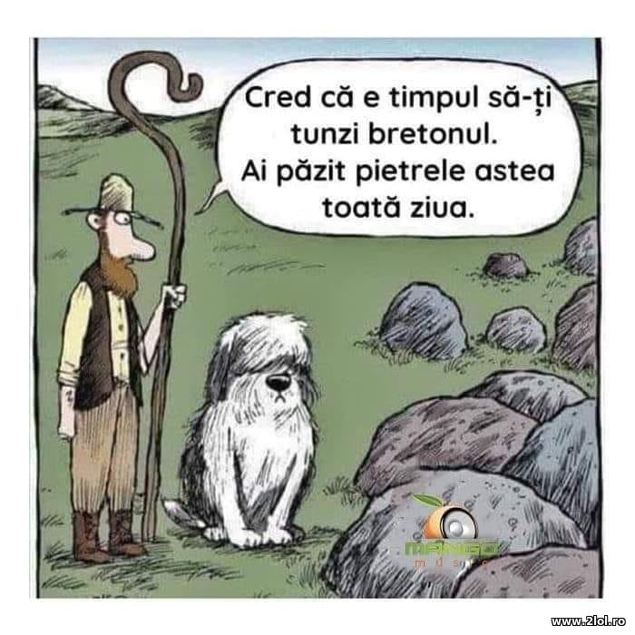 Cred ca e timpul sa-ti tunzi bretonul | poze haioase