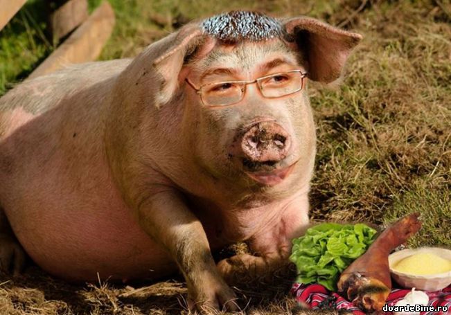 Victor Porcponta | poze haioase