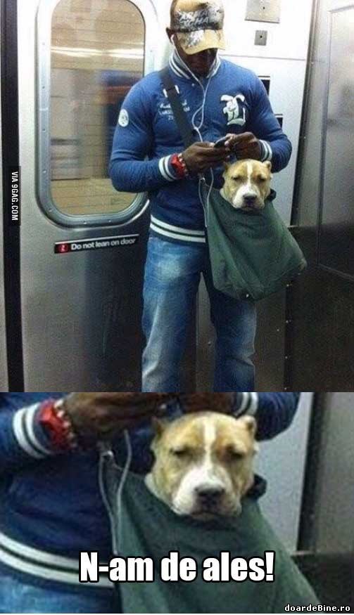 Când n-ai de ales, te adaptezi | poze haioase