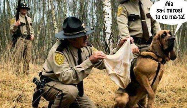 Nu miroase el așa ceva | poze haioase