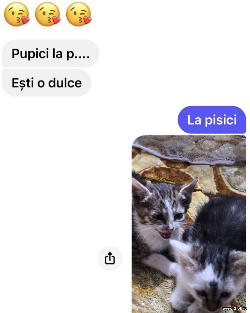 Pupici la pisici | poze haioase