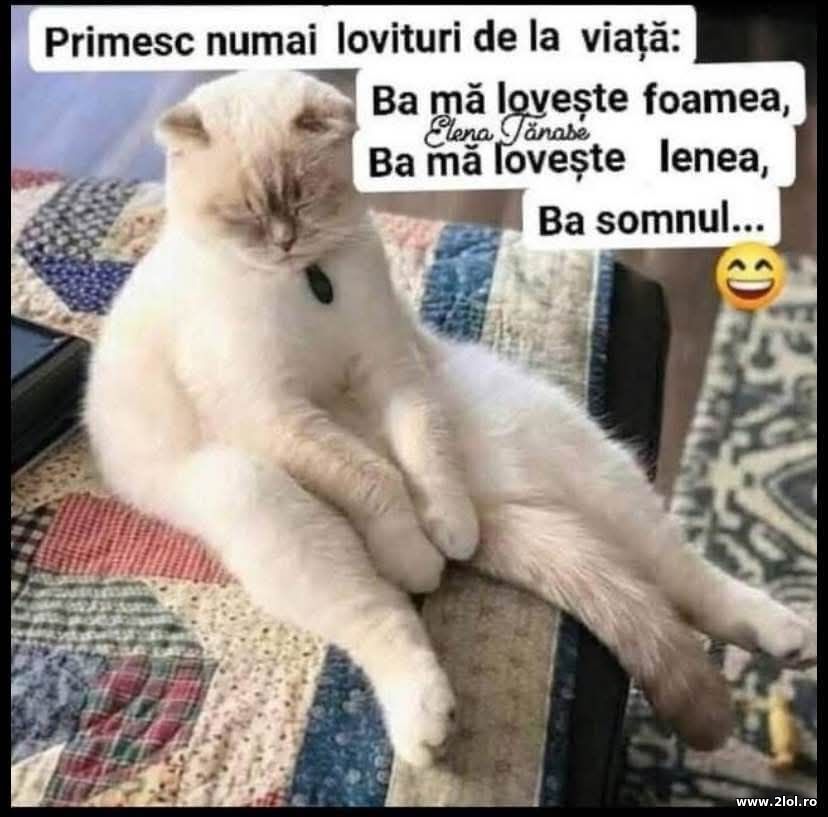 Numai lovituri de la viata | poze haioase