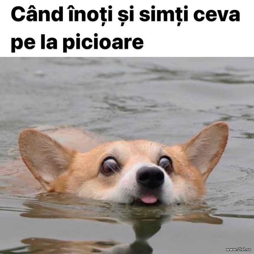 Cand inoti si simti ceva pe la picioare | poze haioase