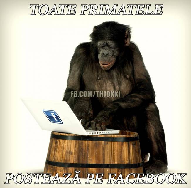 Toate primatele postează pe facebook | poze haioase