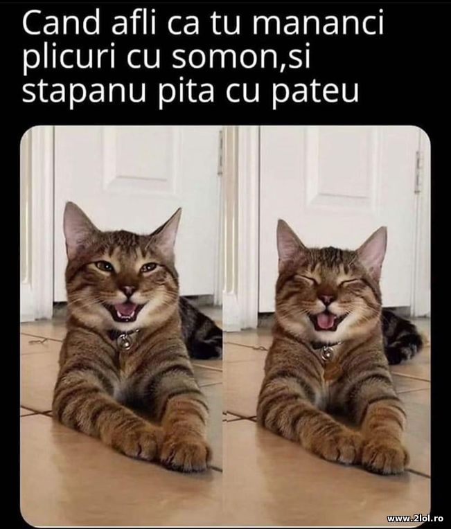 Cand afli ca tu mananci plicuri cu somon | poze haioase