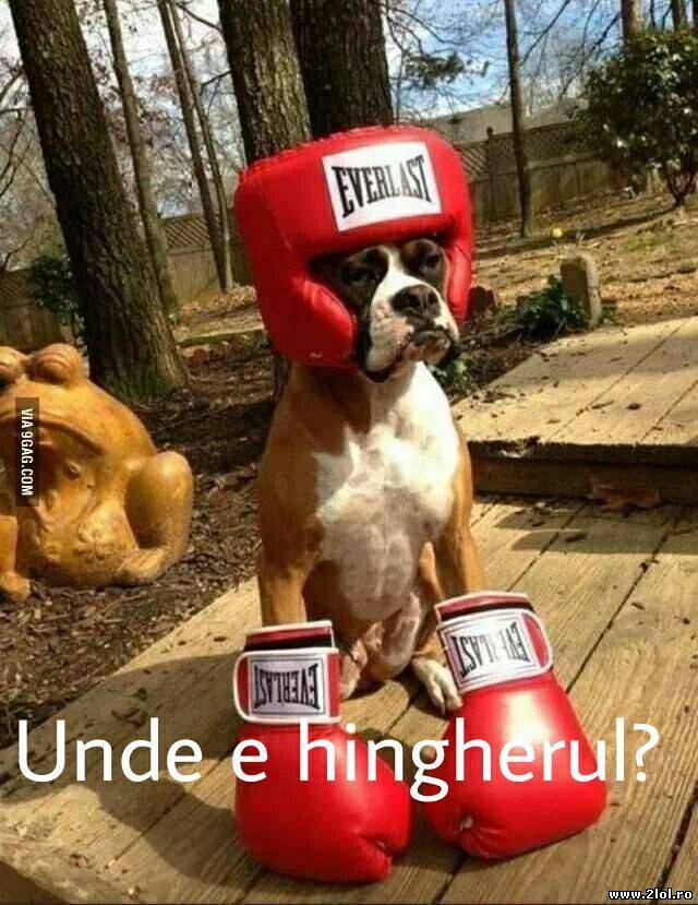 Unde e hingherul? | poze haioase