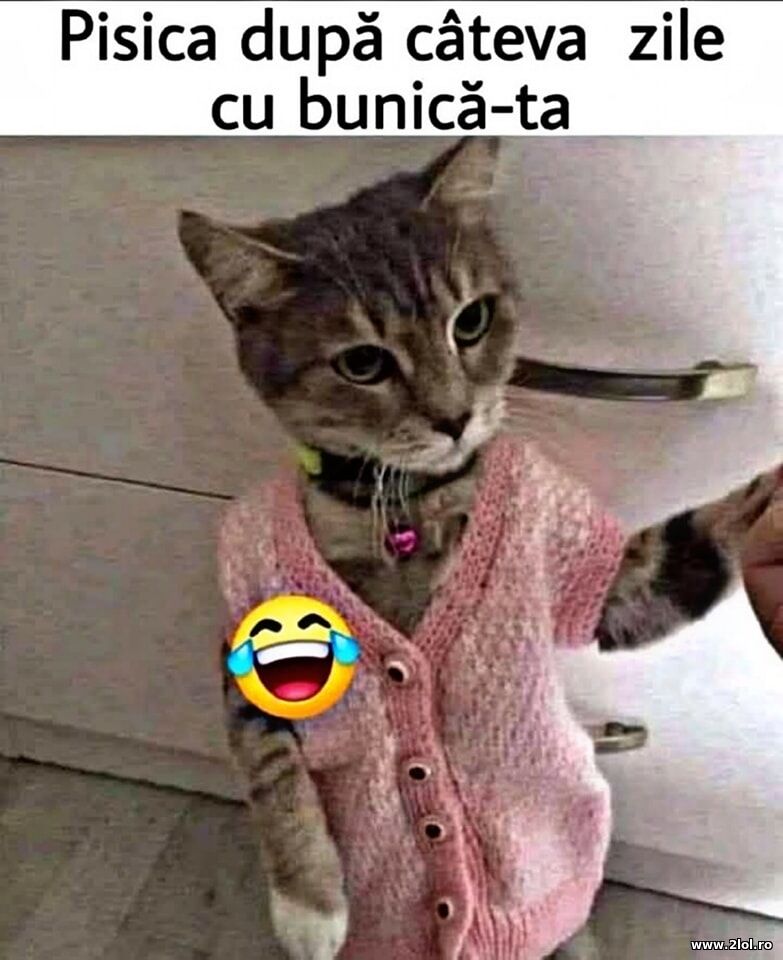 Pisica dupa cateva zile cu bunica-ta | poze haioase