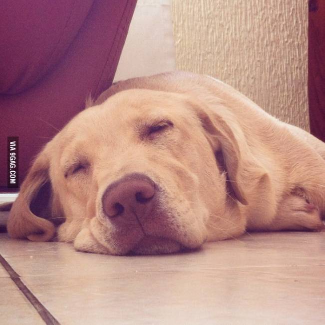 Când te pui la somn, după o zi grea | poze haioase