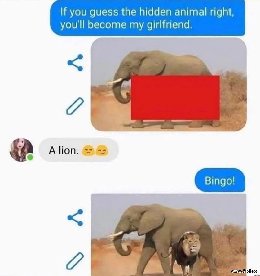 If you guess the hidden animal | poze haioase