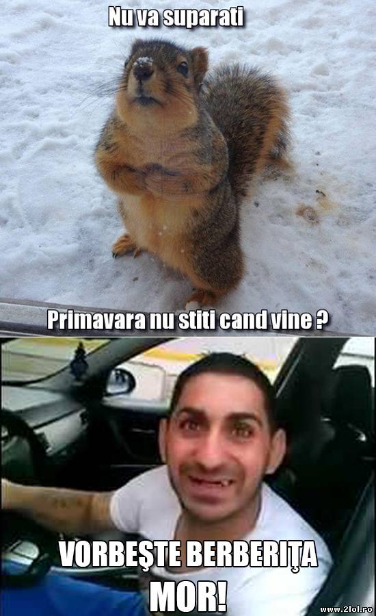 Berberiţa vorbitoare | poze haioase