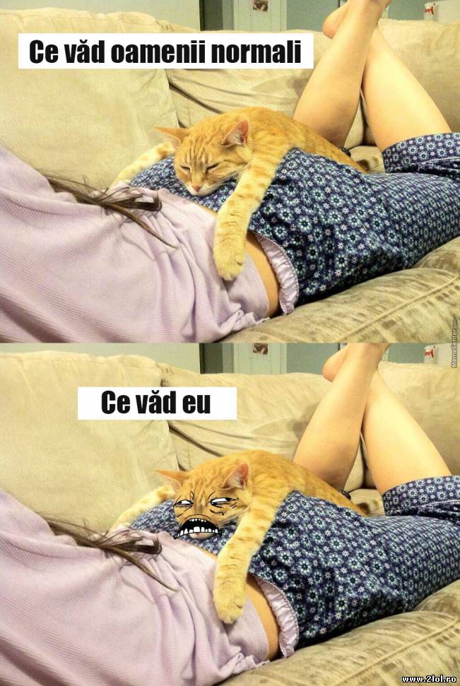 Ce n-ar da bărbaţii să fie în locul pisicii | poze haioase