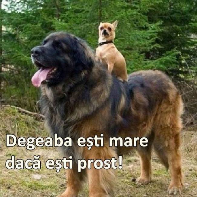 Degeaba ești mare | poze haioase