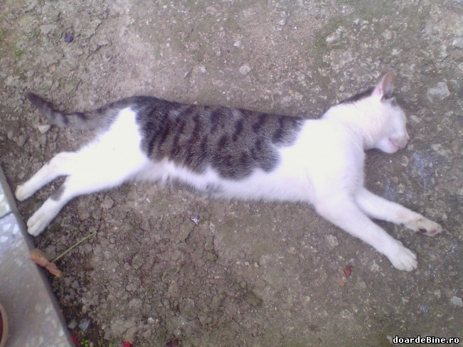 Eu, atunci cand mi-e lene | poze haioase