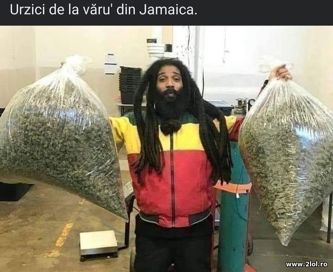 Urzici de la varu din Jamaica | poze haioase