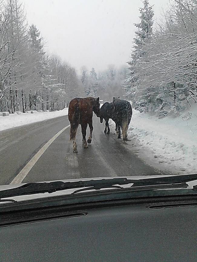 Drumurile naţionale nu sunt numai pentru oameni | poze haioase